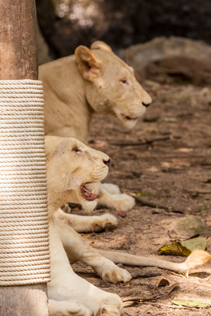an lion lying down and looks aroundの写真素材