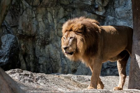 an lion lying down and looks aroundの写真素材