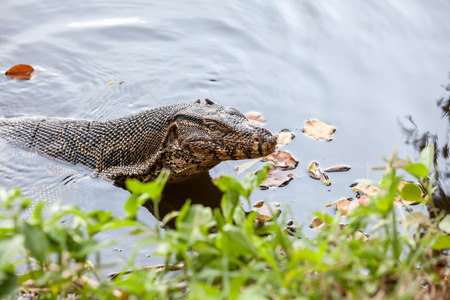 an goanna is swimming in the water from the park of Bangkokの写真素材