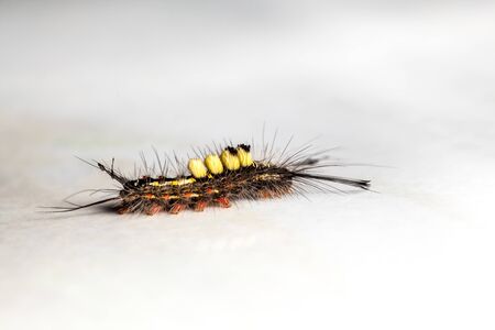 an beautiful caterpillar on my white table in close upの写真素材