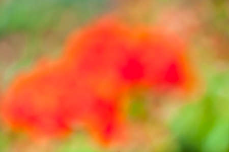 blurry flowers in the park on a sunny dayの写真素材