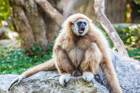 a Northern white cheeked gibbon sit on a rockの写真素材