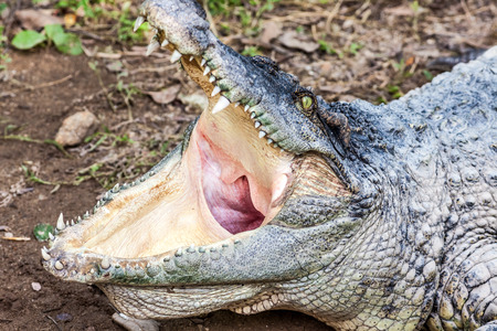 an huge crocodile with open mouth lying on the ground