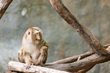 at an elevated plateau there is a Southern pig tailed macaque
