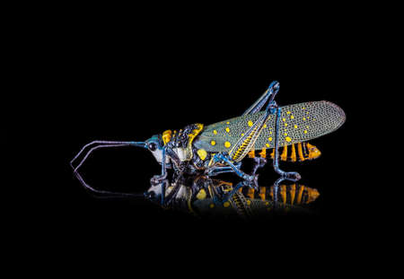 this green grasshopper poses for the picture in close upの写真素材