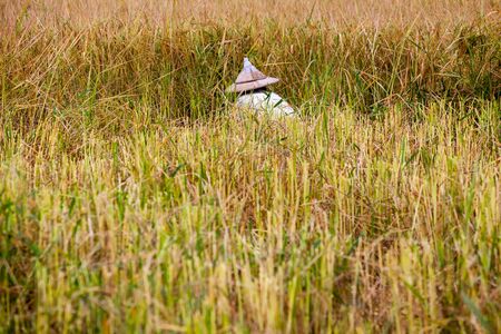 working man work on the rice fieldの写真素材