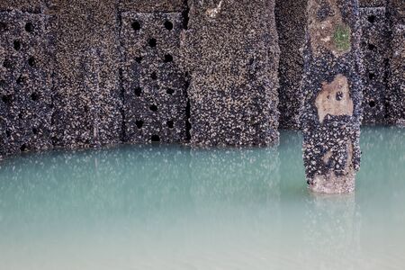 An pole with shellfish in the sea sand from the pier on the beachの写真素材