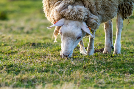 the sheep on pasture is grass eatingの写真素材