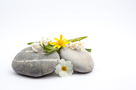 Pebbles with flower theme for Ayurveda on an white backgroundの写真素材