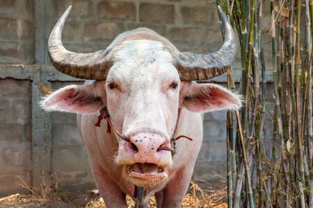 Albino buffalo in Thailandの写真素材