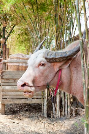 Albino buffalo in Thailandの写真素材