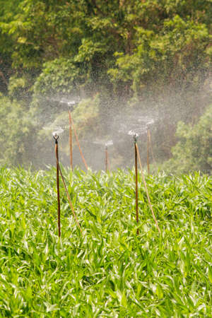 Corn plants are sprayed in the mountains with water sprinkler