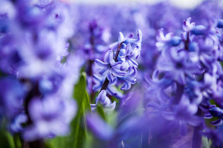 Fields with hyacinths in Amsterdamの写真素材