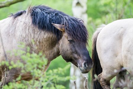 konik horse in the pasture eating with trees in the distanceの写真素材