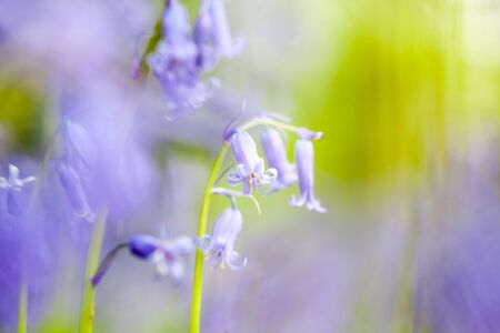 in the forest you have trees and bluebells on the ground in spring time