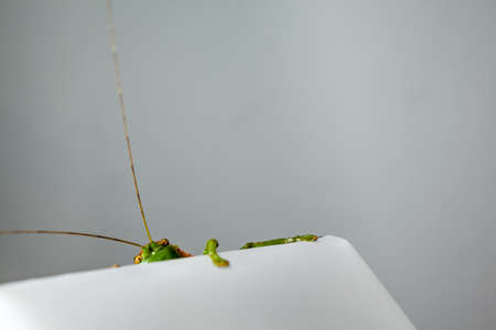 an camouflaged grasshopper bhind a white objectの写真素材