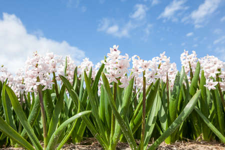 these fields with hyacinths in Amsterdamの写真素材