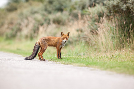 Amsterdam waterleidingduinen there is a family of red foxes in close up