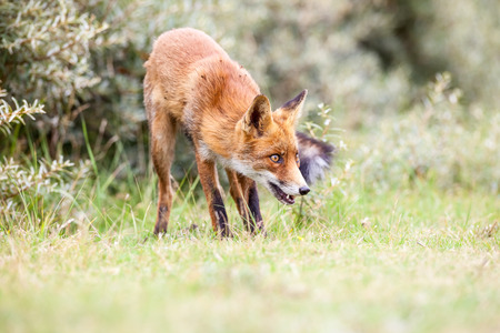 Amsterdam waterleidingduinen there is a family of red foxes in close up