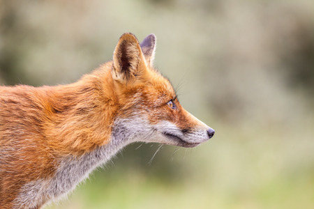 Amsterdam waterleidingduinen there is a family of red foxes in close upの写真素材