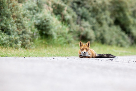 Amsterdam waterleidingduinen there is a family of red foxes in close upの写真素材