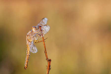 on an early morning there dragonfly with water drops of dewの写真素材