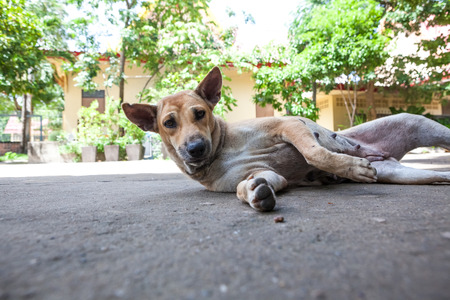 at the temple from buddha stay an street dogの写真素材