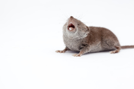 on a white background, there is a small shrewの写真素材