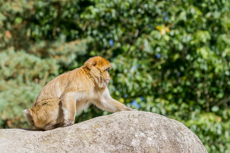 on the rocks mountain monkeys live high and dry
