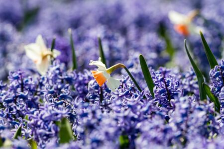 on a field of bluebells growing a daffodil in betweenの写真素材