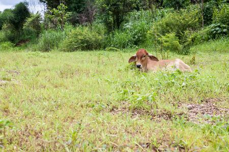On the field in Thailand there is a calf on the groundの写真素材