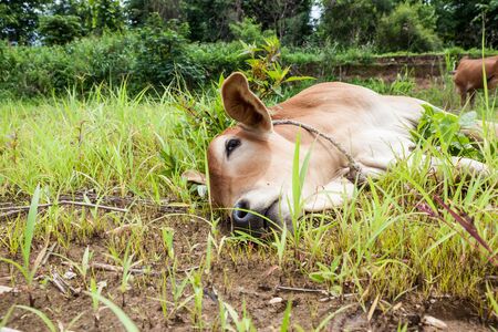 On the field in Thailand there is a calf on the groundの写真素材