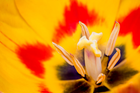 in close up the pistil of a tulipの写真素材