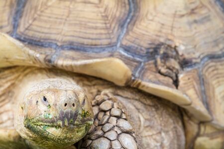 An big land turtle in closeup with a flyの写真素材