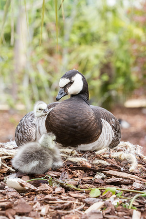 Mother goose with her young under her wingの写真素材