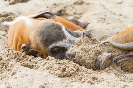These wild african pigs are doing a nap for an afternoonの写真素材