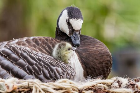 Mother goose with her young under her wingの写真素材