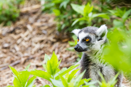 In the trees, these are beautiful Ring tailed lemurの写真素材
