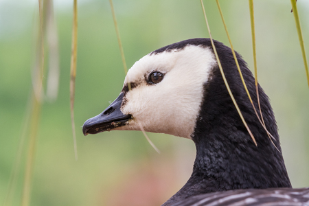 Head of an Branta canadensis or Canada gooseの写真素材