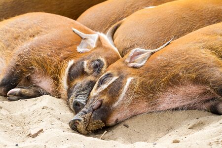 These wild african pigs are doing a nap for an afternoon
