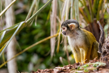 an squirrel monkey is looking around on the ground