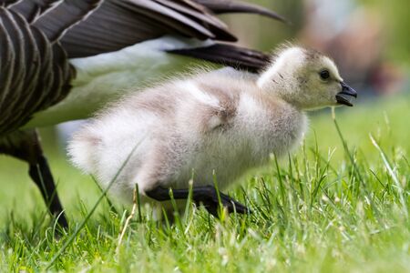 An young goose is walking in the grassの写真素材