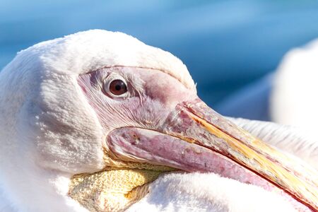 Beautiful pelicanの写真素材