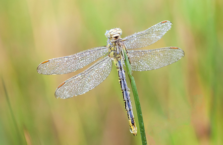 In the early morning you will see that firefly with water dew of the dewの写真素材