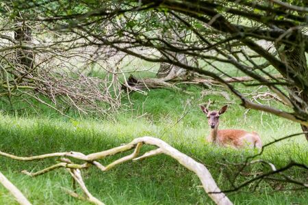 In the Netherlands on a roadside there is a fallow deerの写真素材