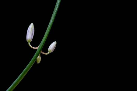 An flower of a St. Bernard's lily with a black background