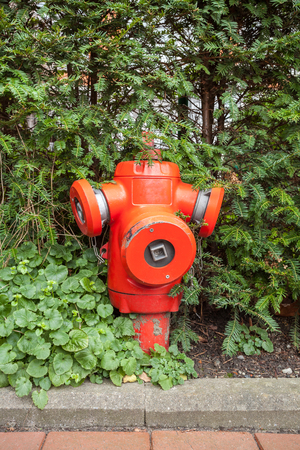 The longest street there is a hydrant in the bushesの写真素材