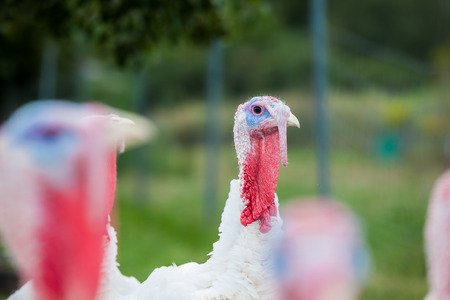 In close up, this turkey looks the beautiful colors on its head