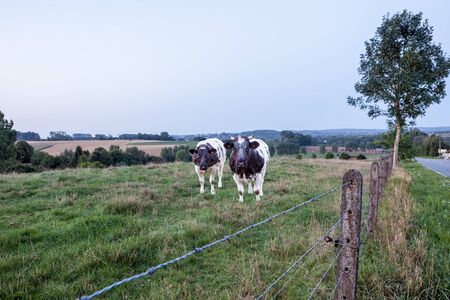 Curious cows in the early morning on the landの写真素材