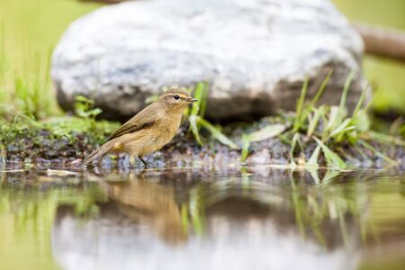 In the forest there is a Eurasian wren in the waterの写真素材